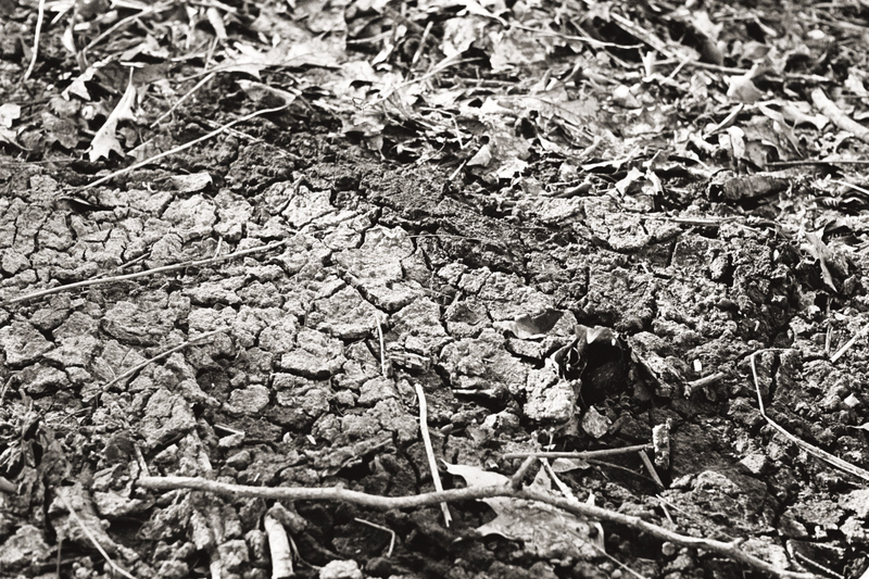 Illustration for article titled 2 rolls of tri-x 400